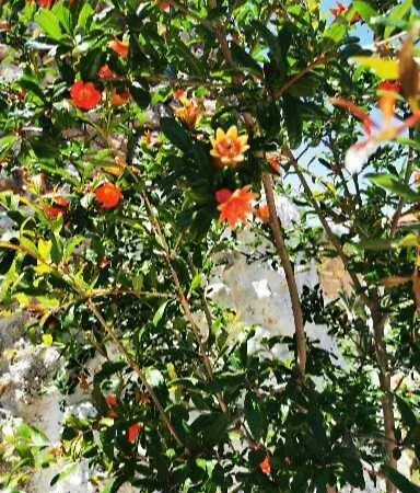 Passa Da Nunu * מונופולי